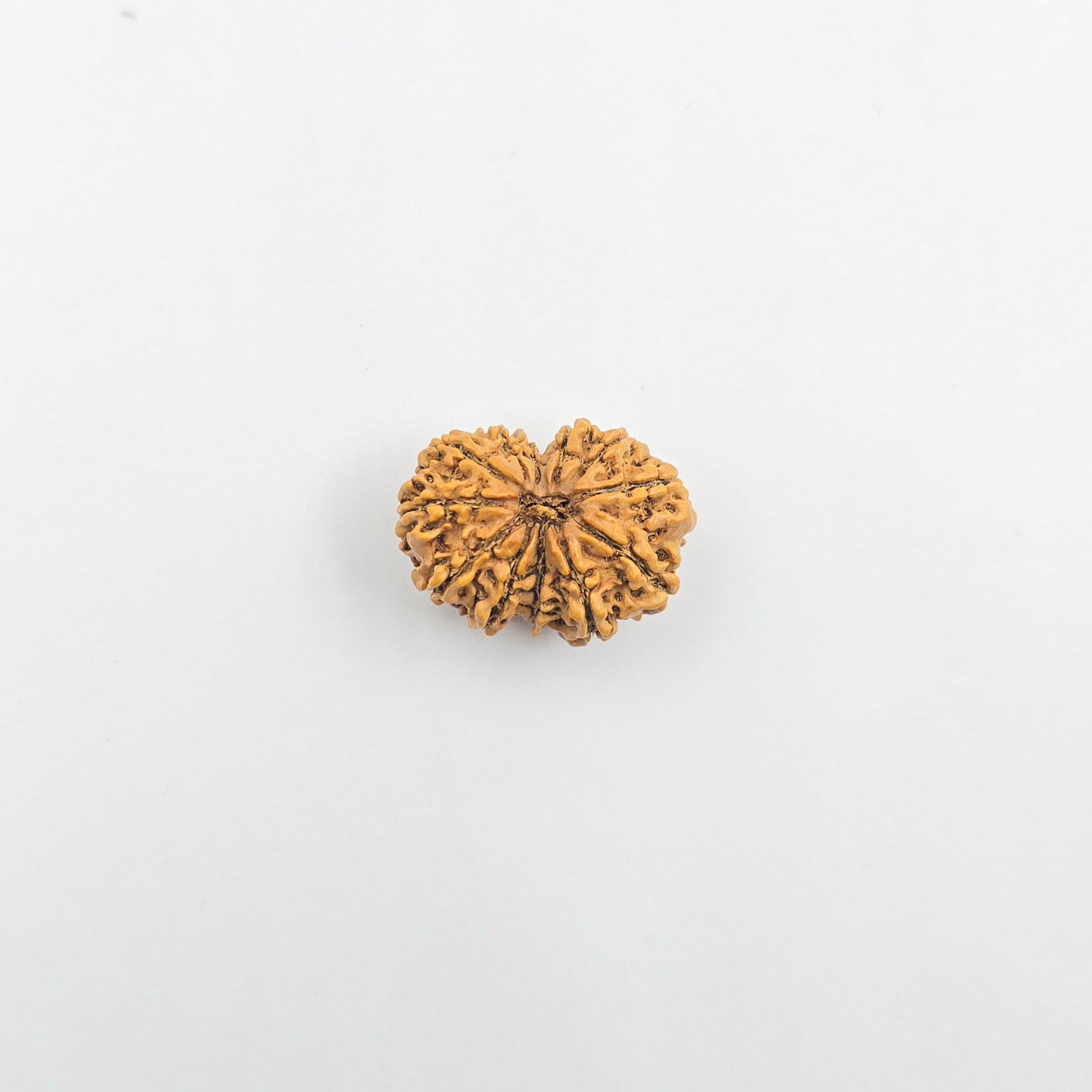 11 Mukhi