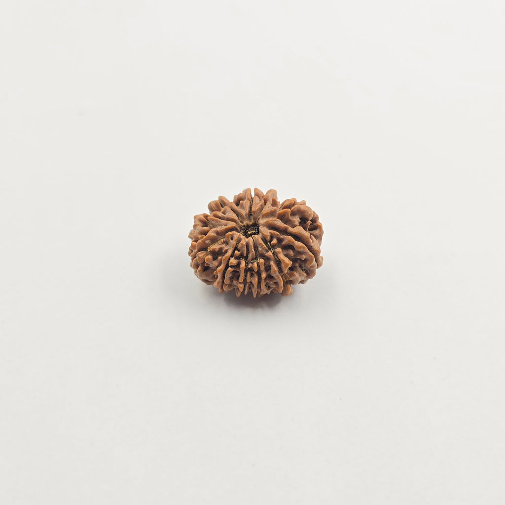 11 Mukhi
