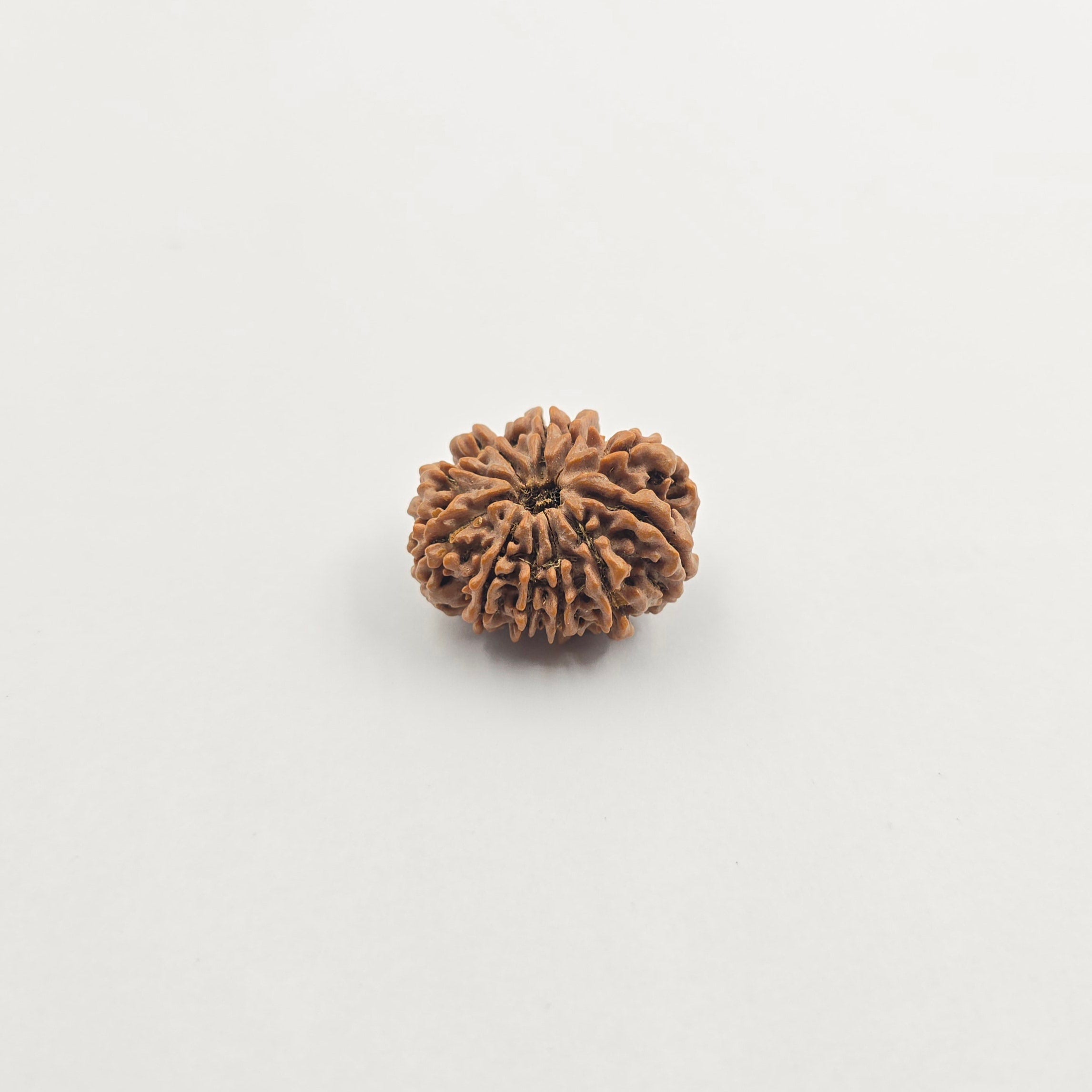 11 Mukhi