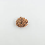11 Mukhi
