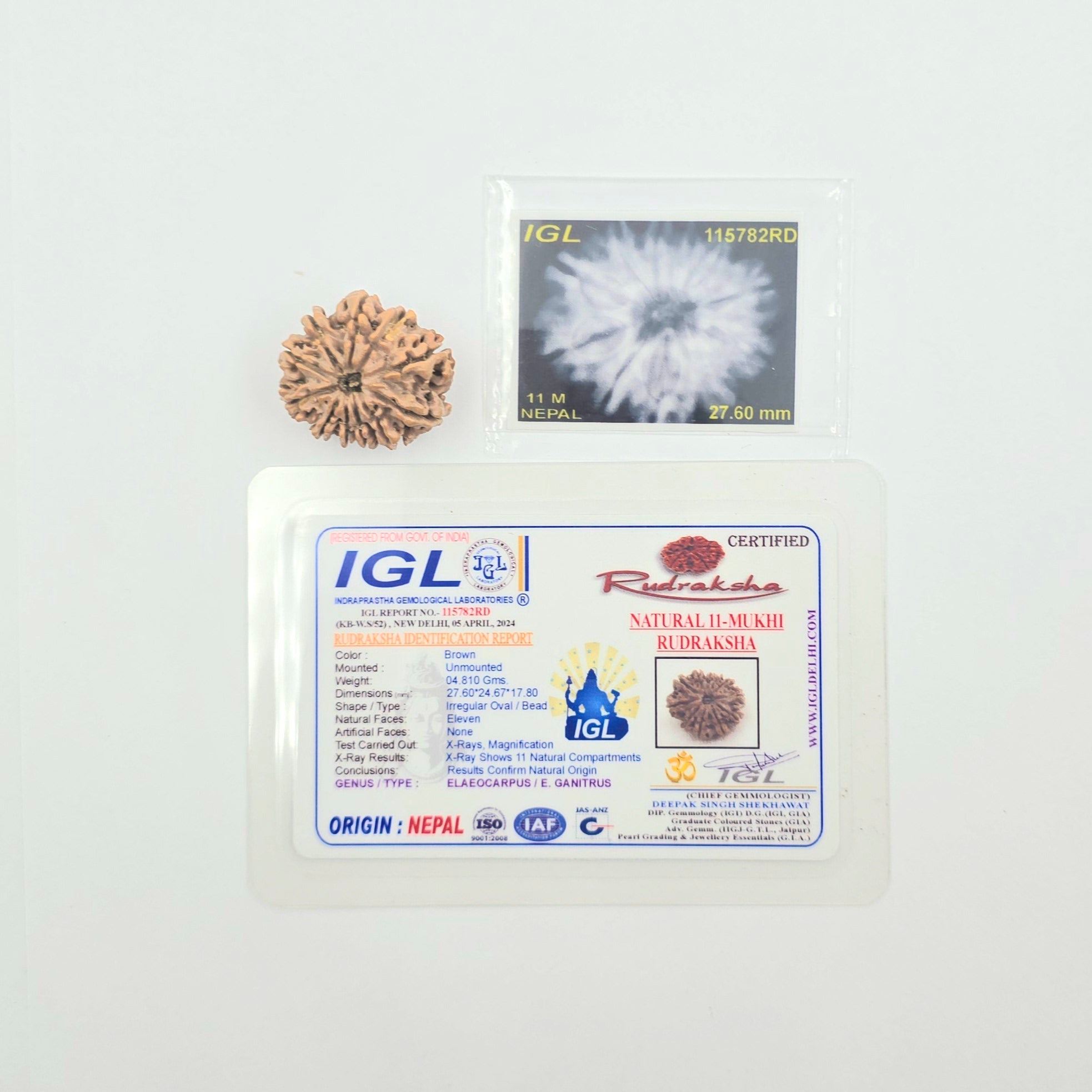 11 Mukhi