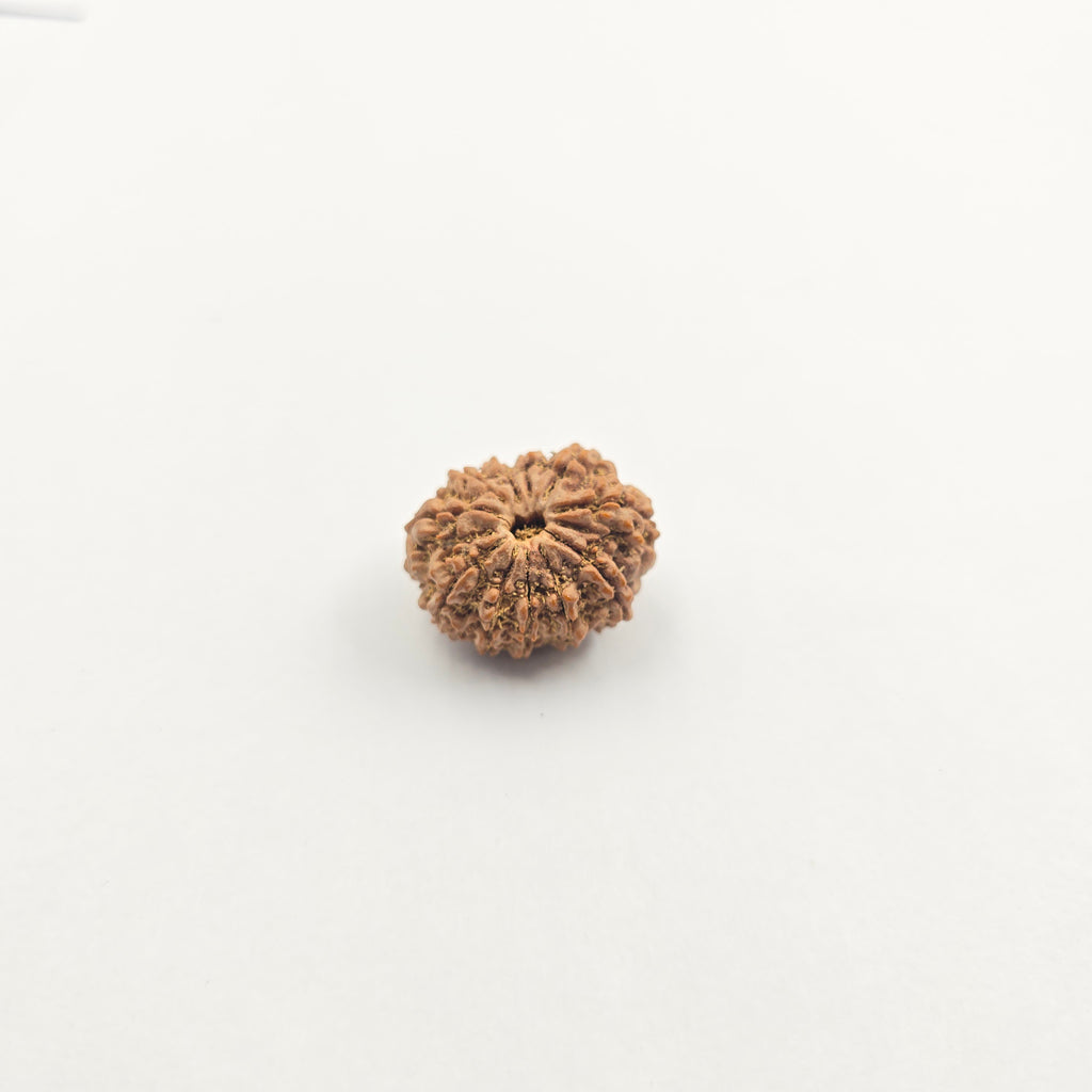 11 Mukhi