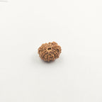 11 Mukhi
