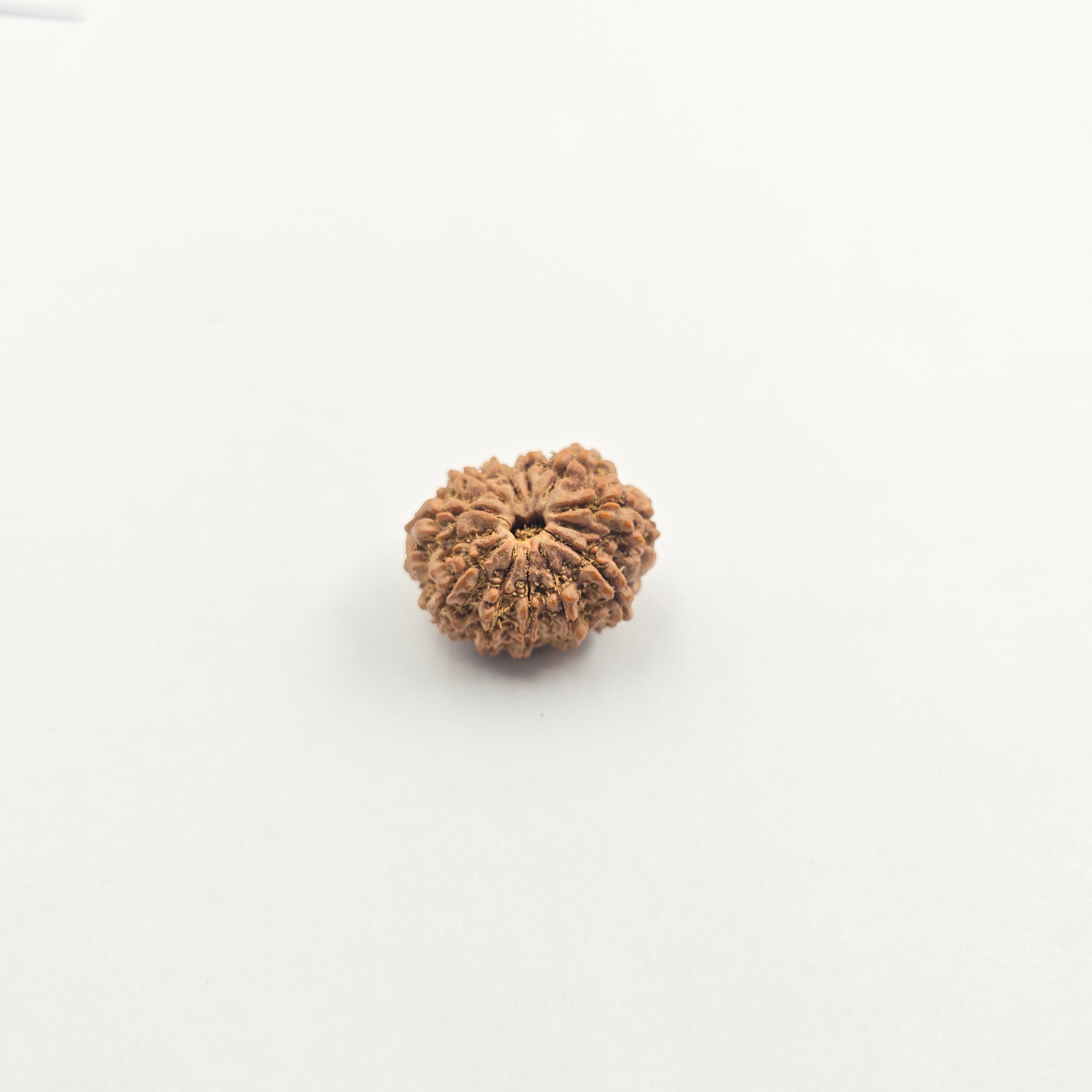 11 Mukhi