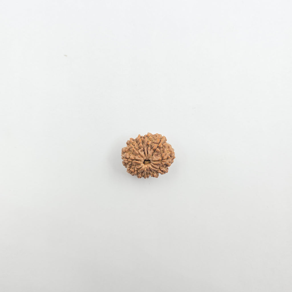 11 Mukhi