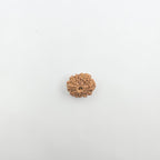 11 Mukhi