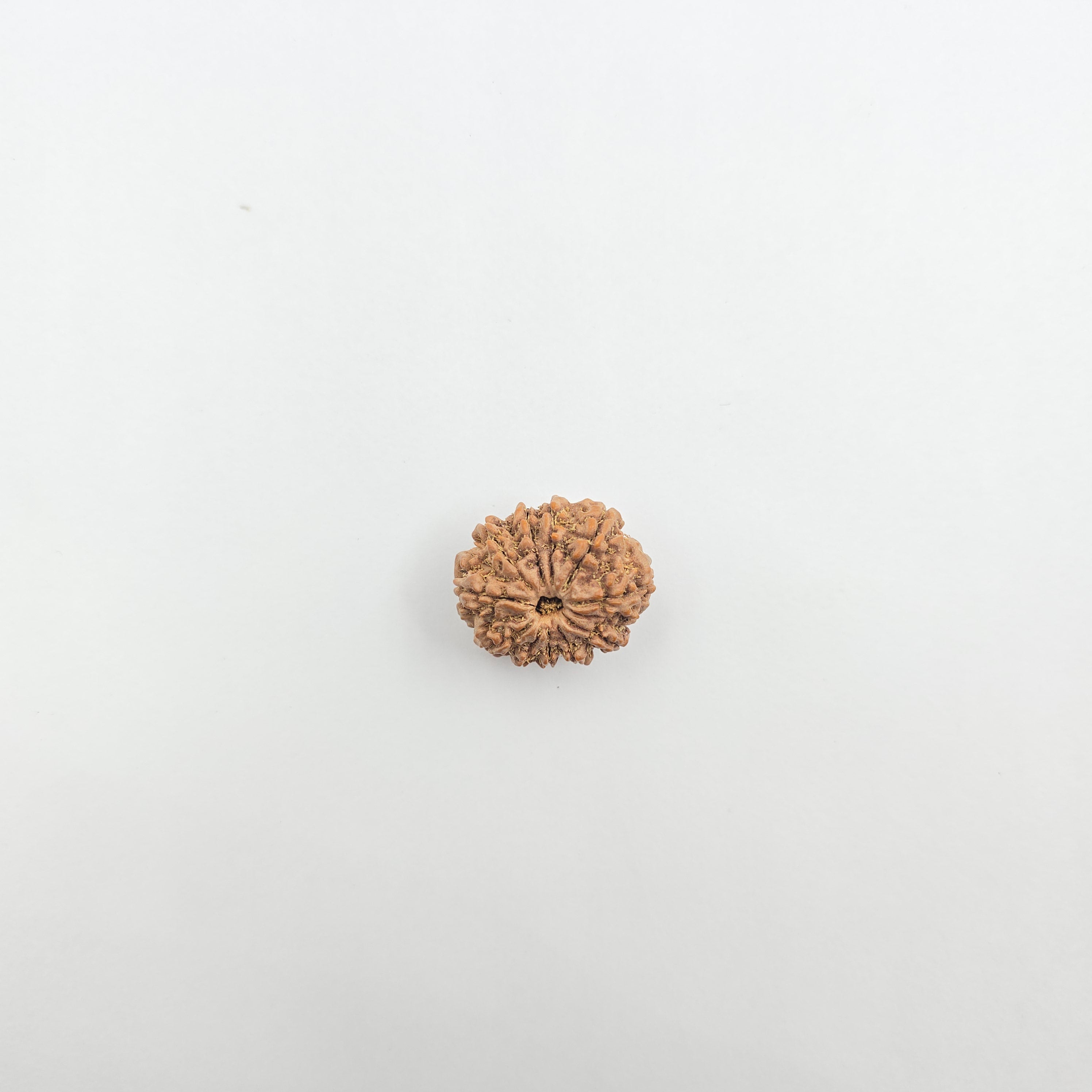 11 Mukhi