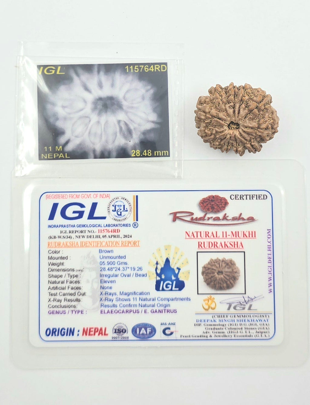 11 Mukhi