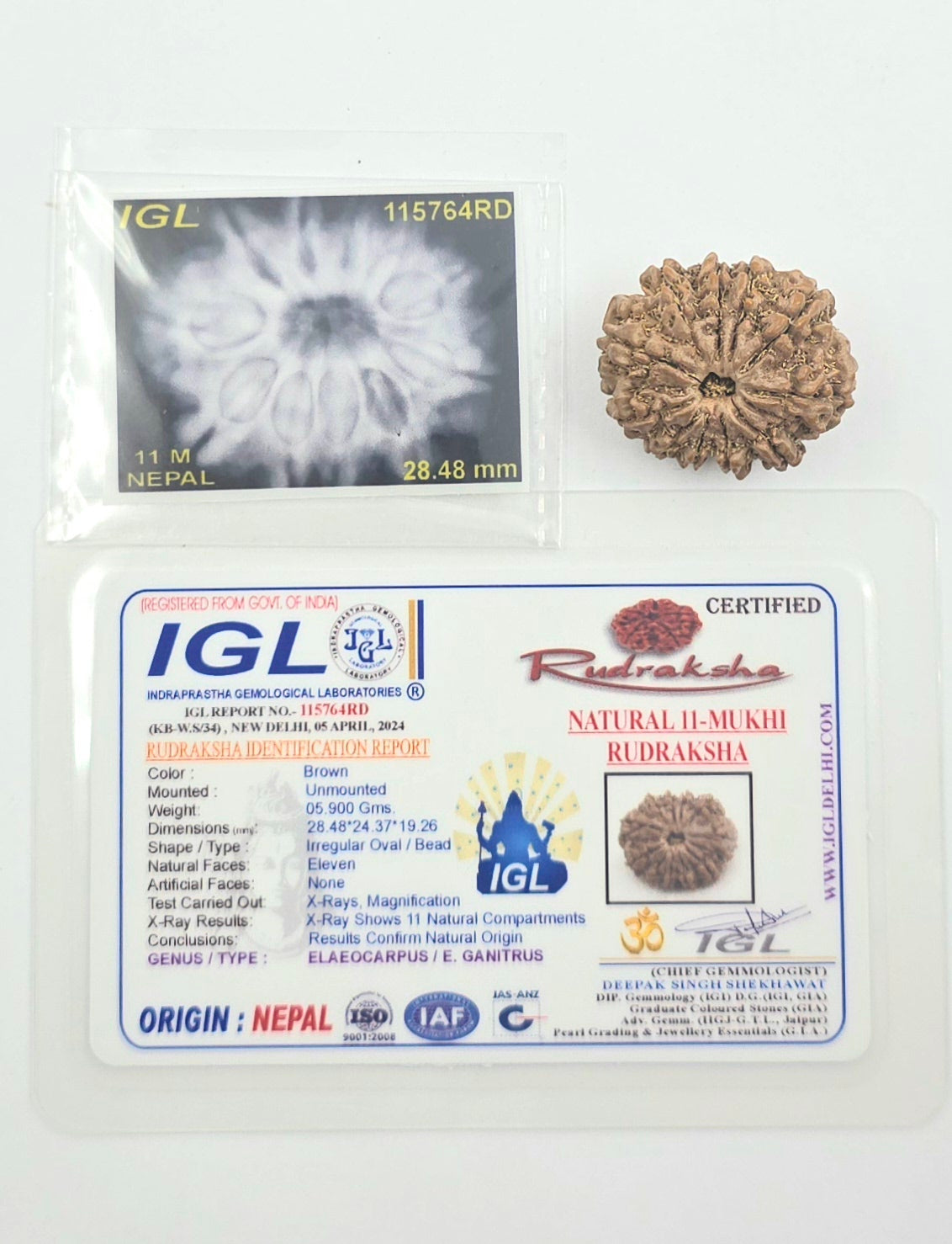 11 Mukhi
