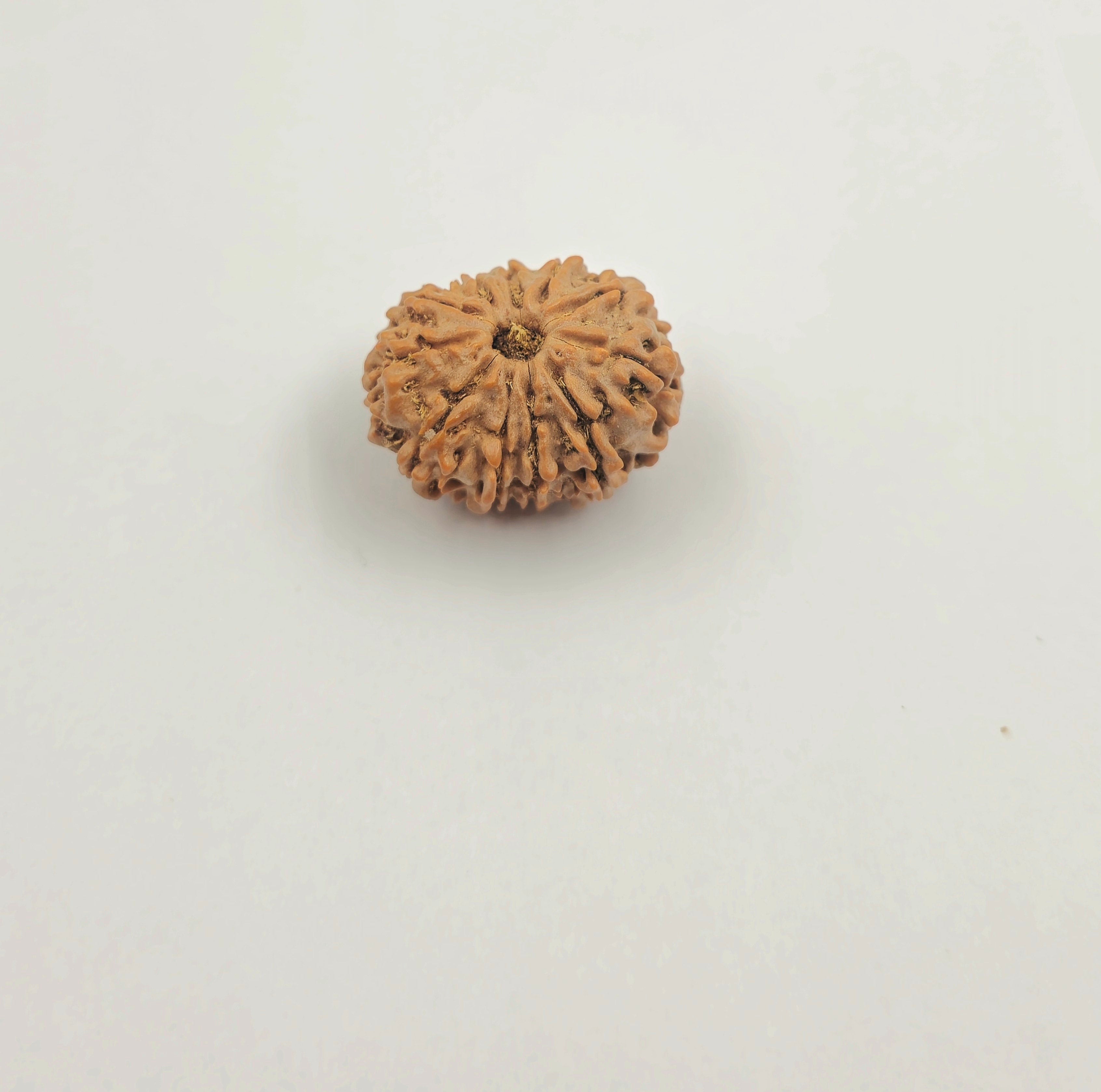 11 Mukhi