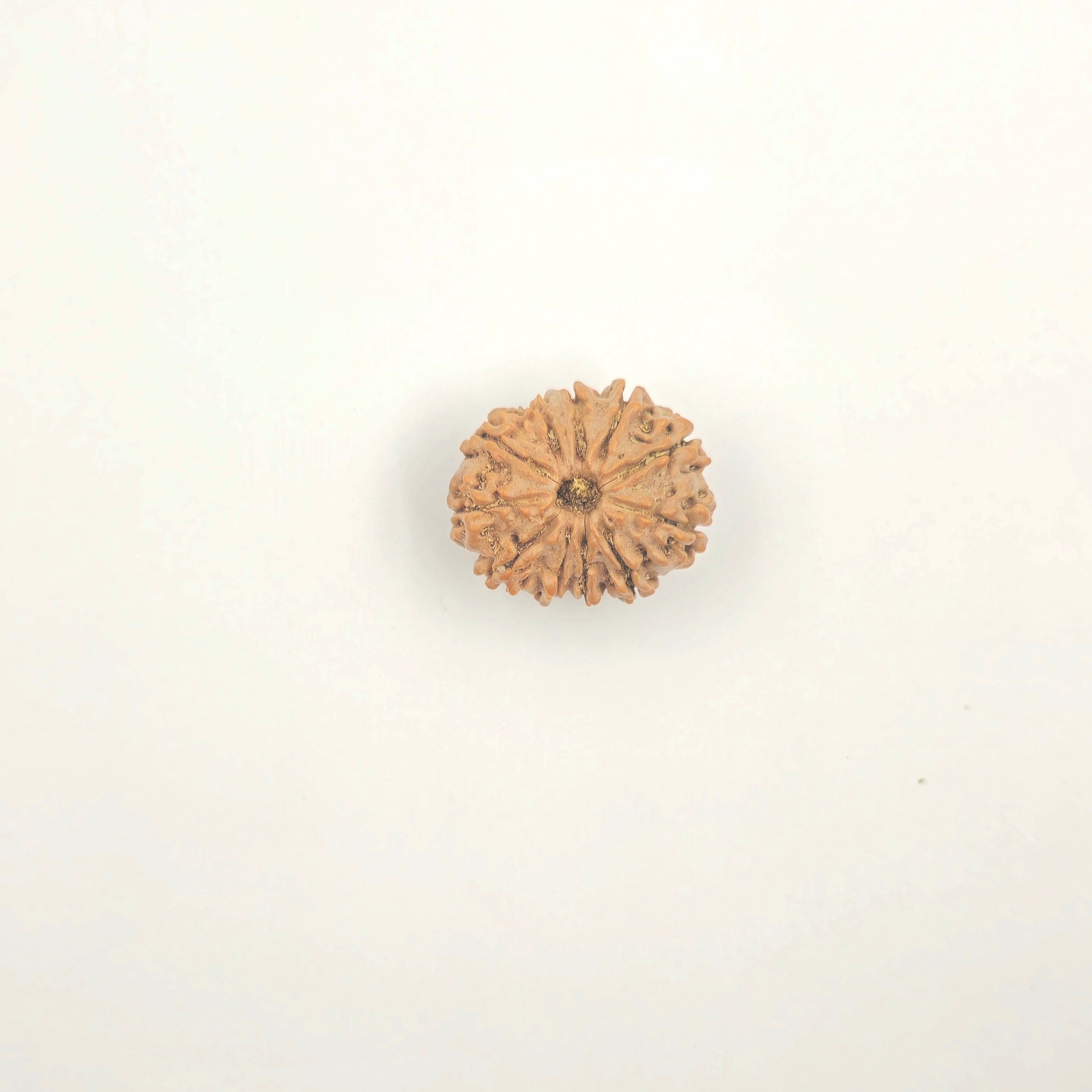 11 Mukhi