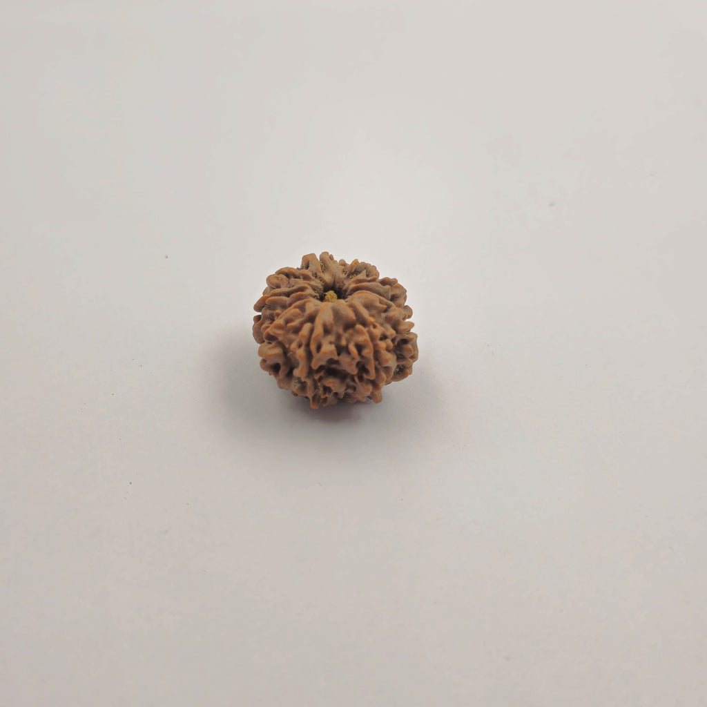11 Mukhi
