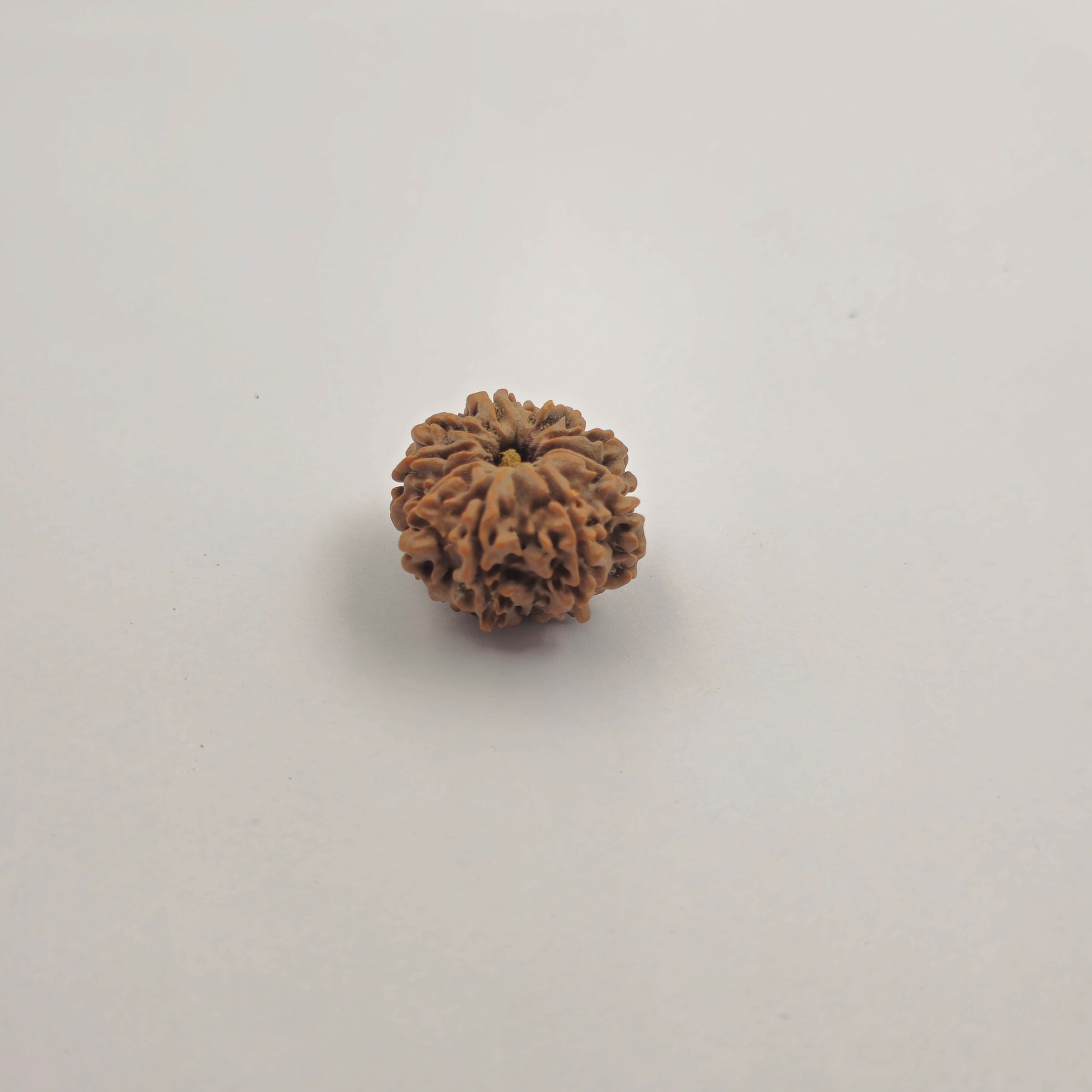 11 Mukhi