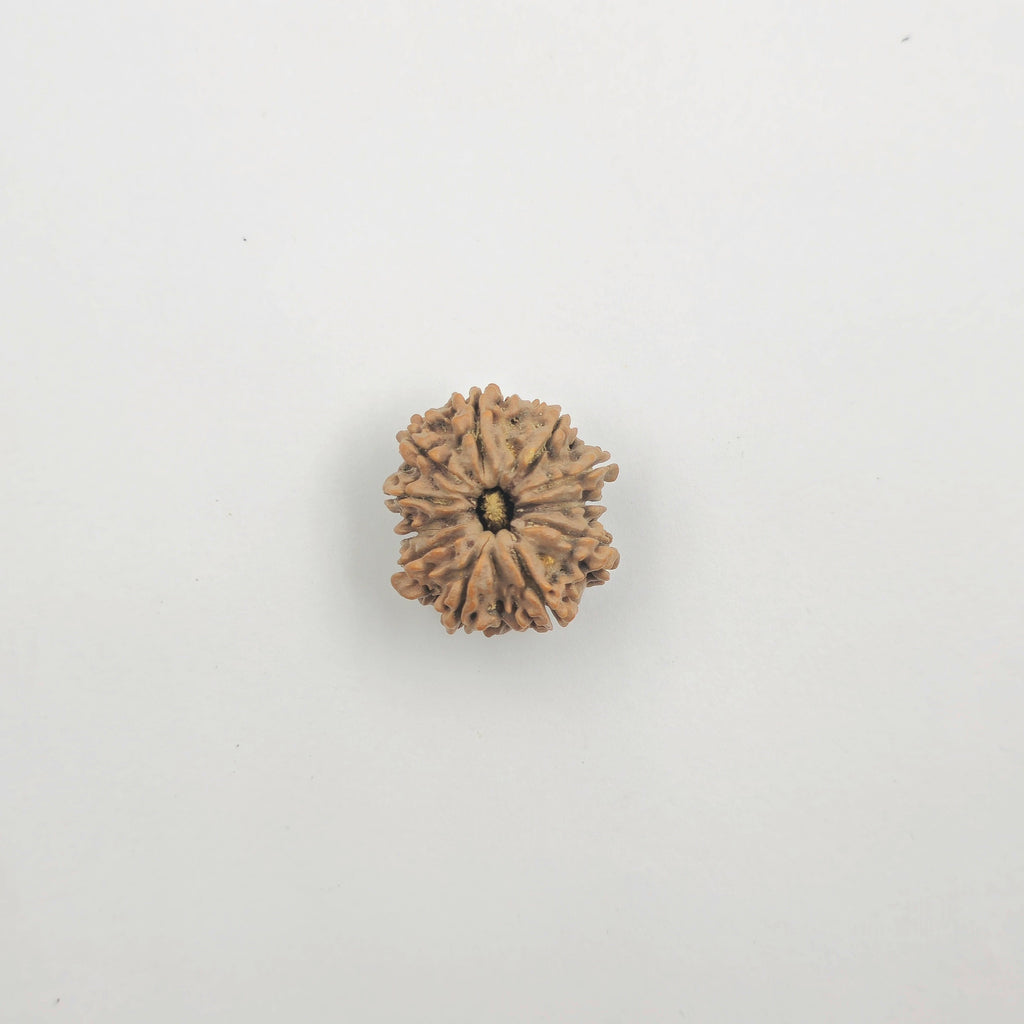 11 Mukhi