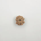 11 Mukhi