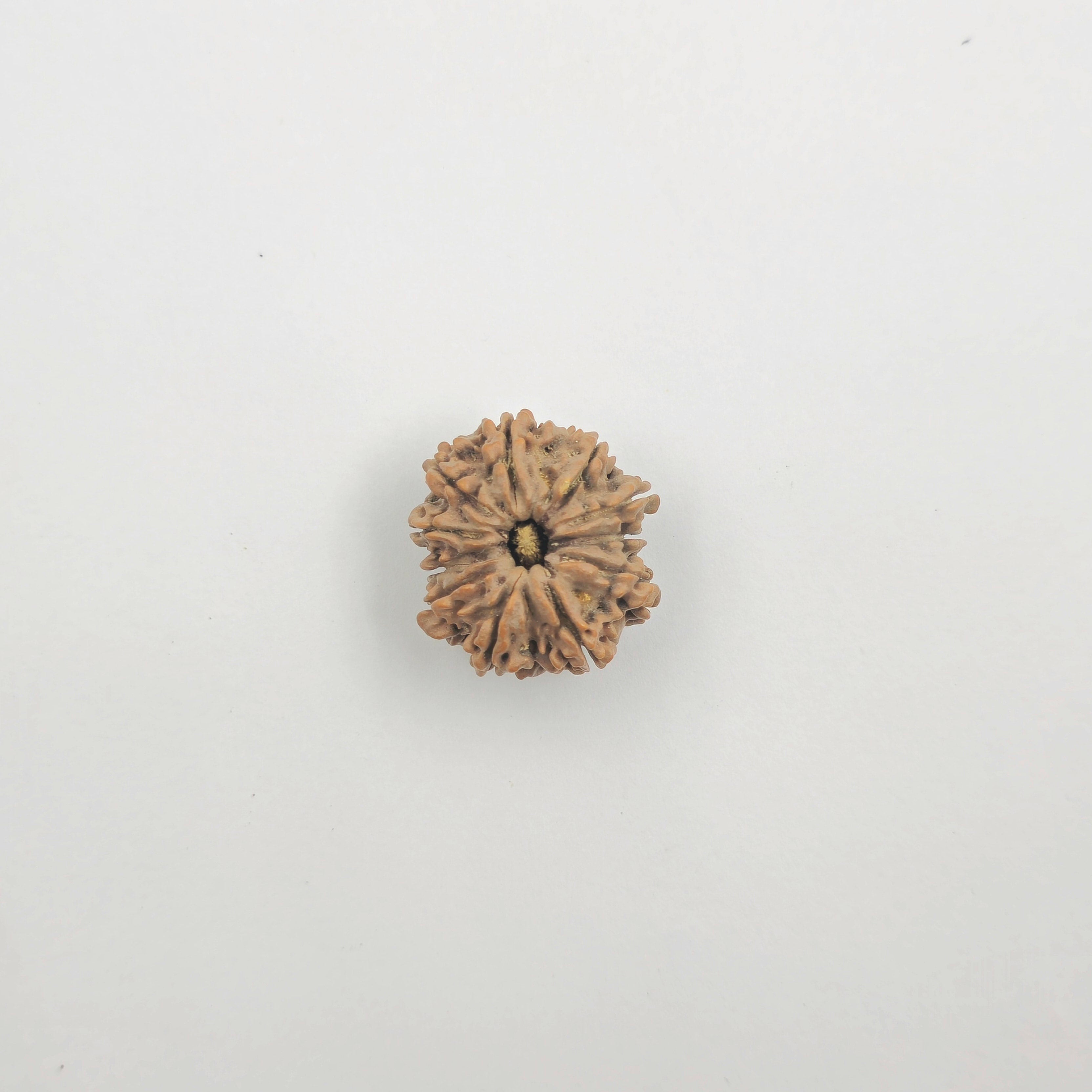 11 Mukhi