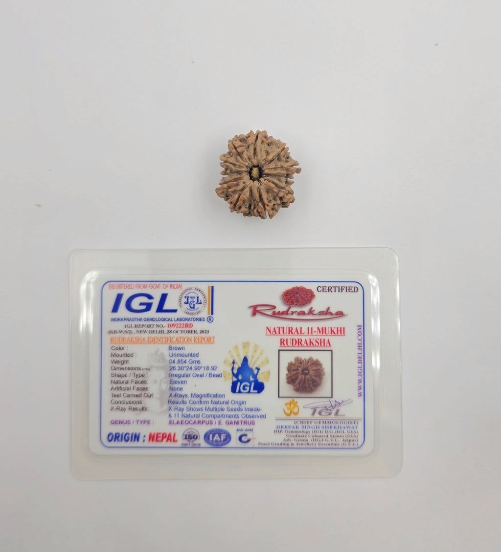 11 Mukhi