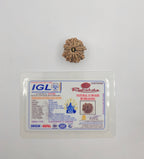 11 Mukhi