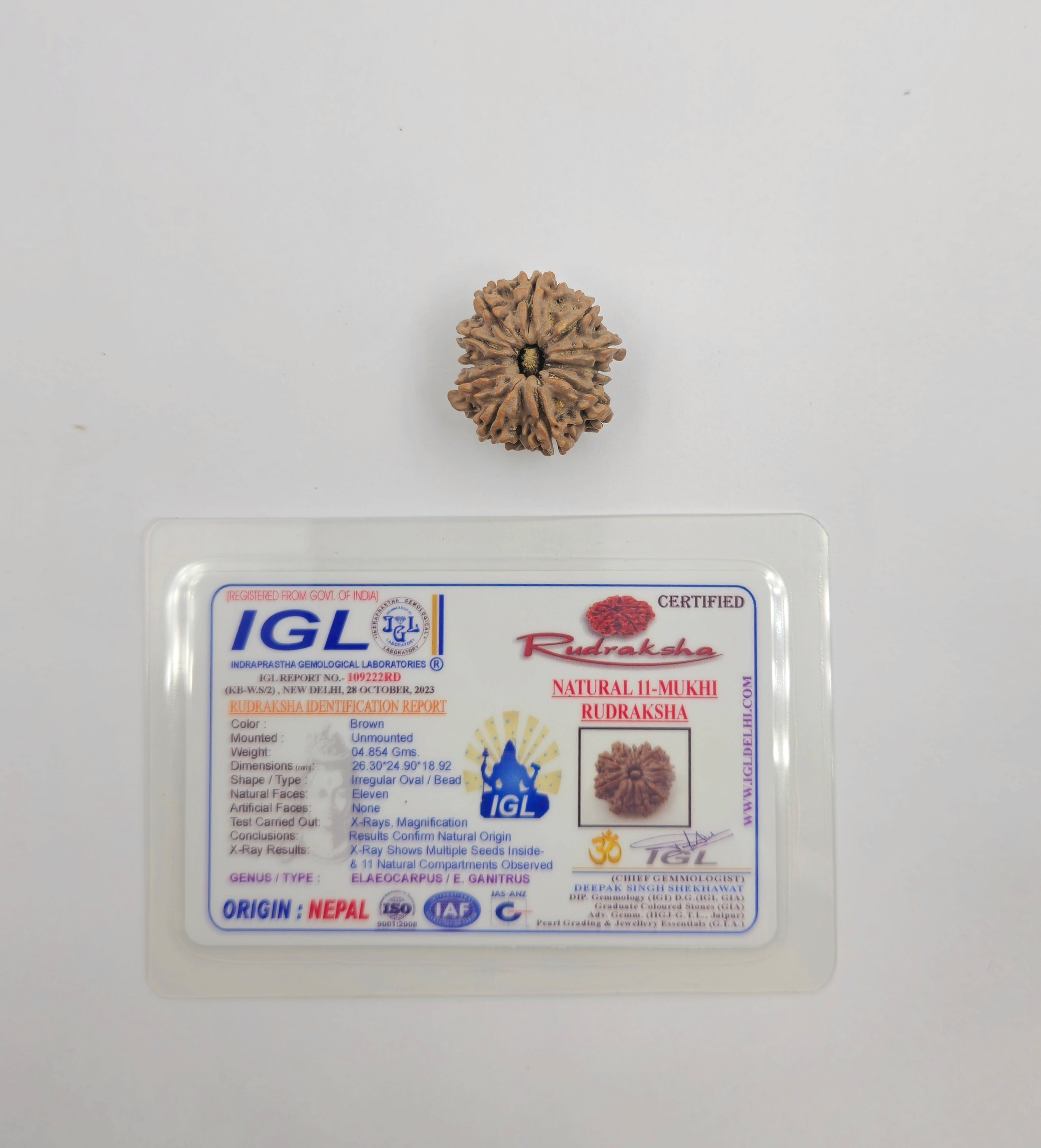 11 Mukhi