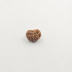 11 Mukhi