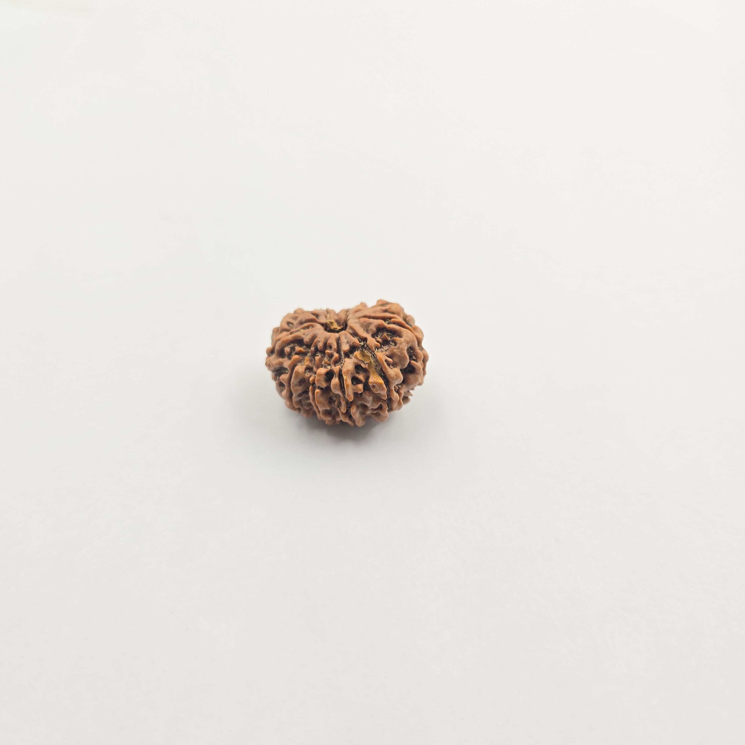 11 Mukhi
