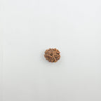 11 Mukhi