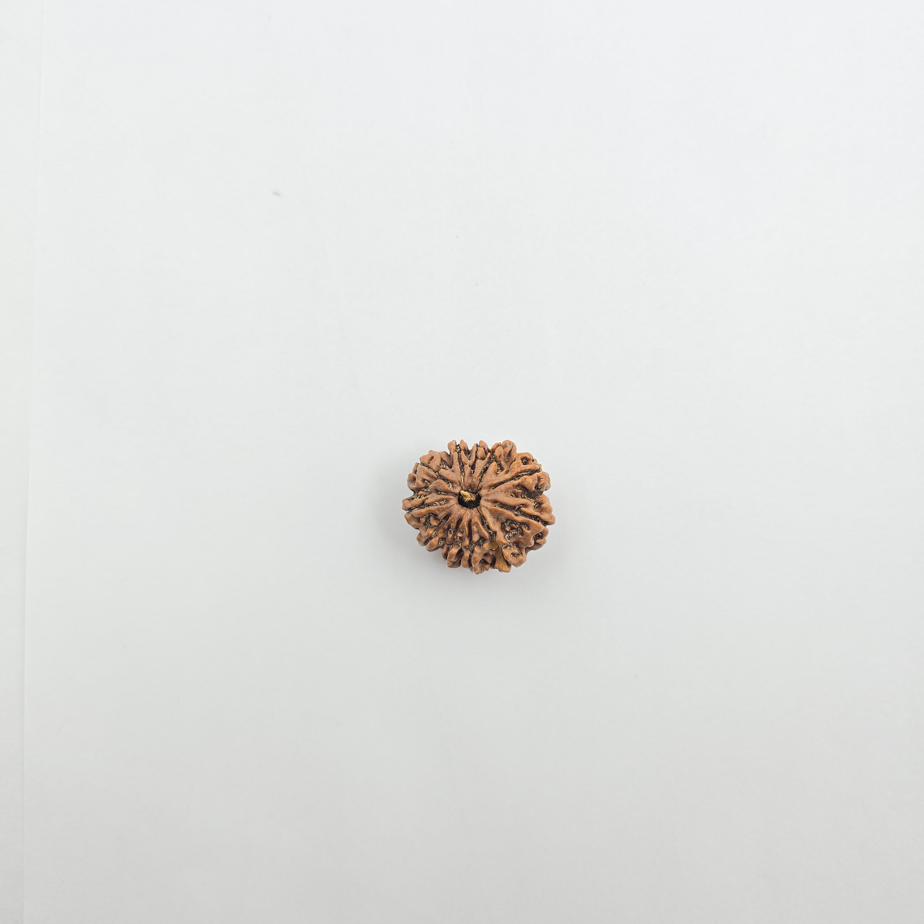 11 Mukhi