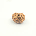 11 Mukhi