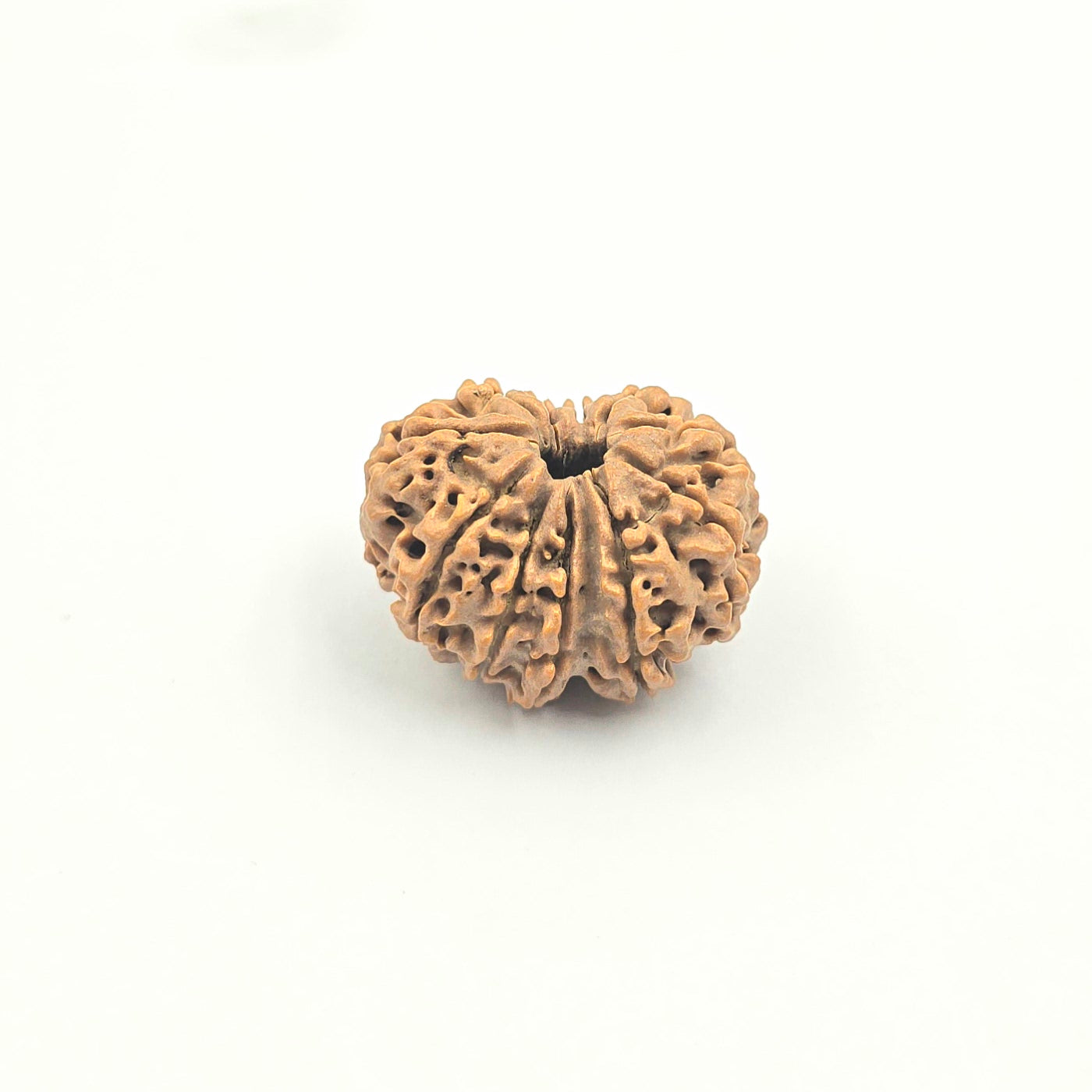 11 Mukhi