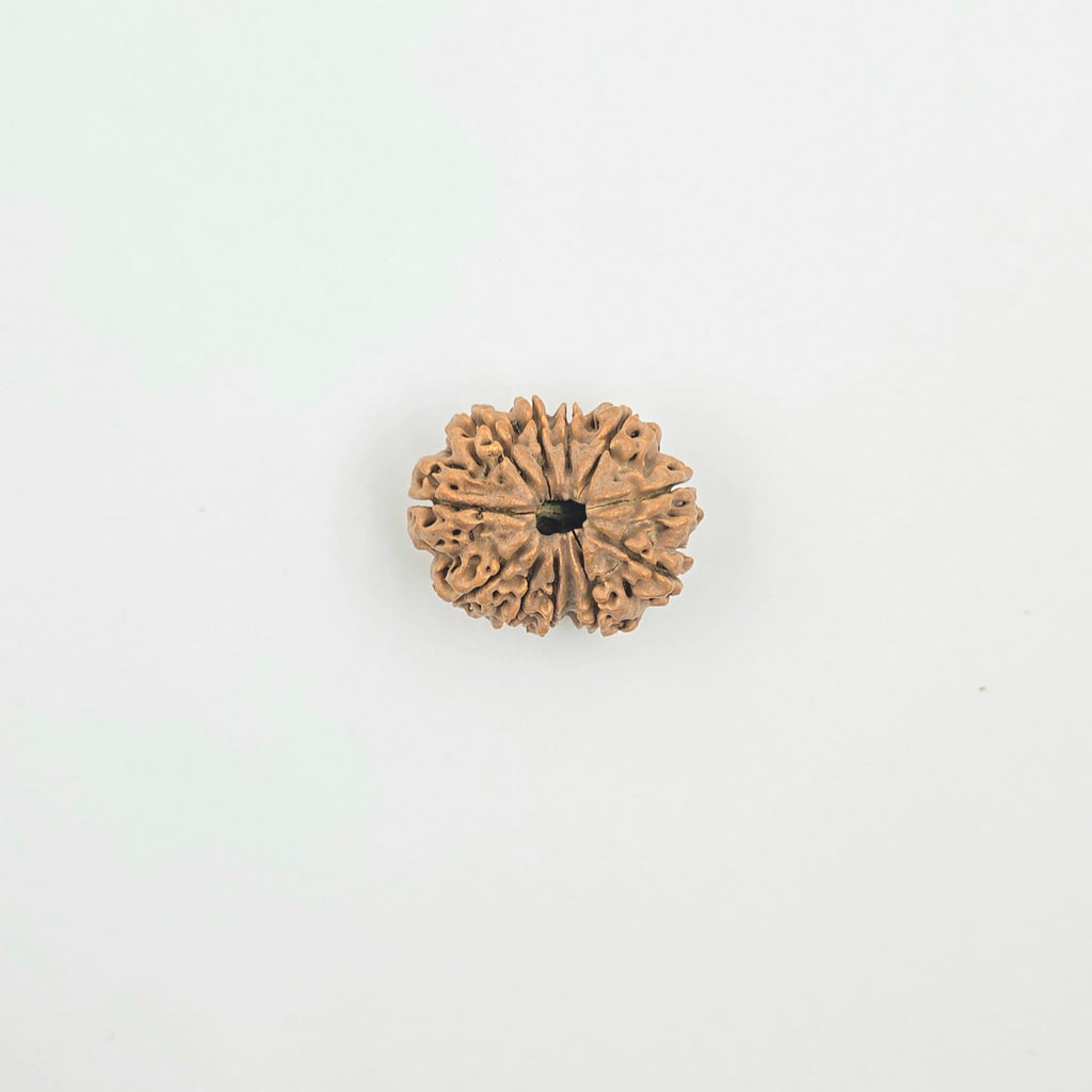 11 Mukhi