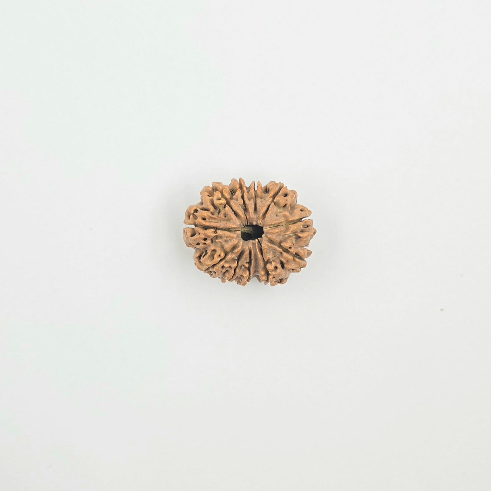 11 Mukhi