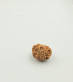 11 Mukhi