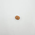 11 Mukhi