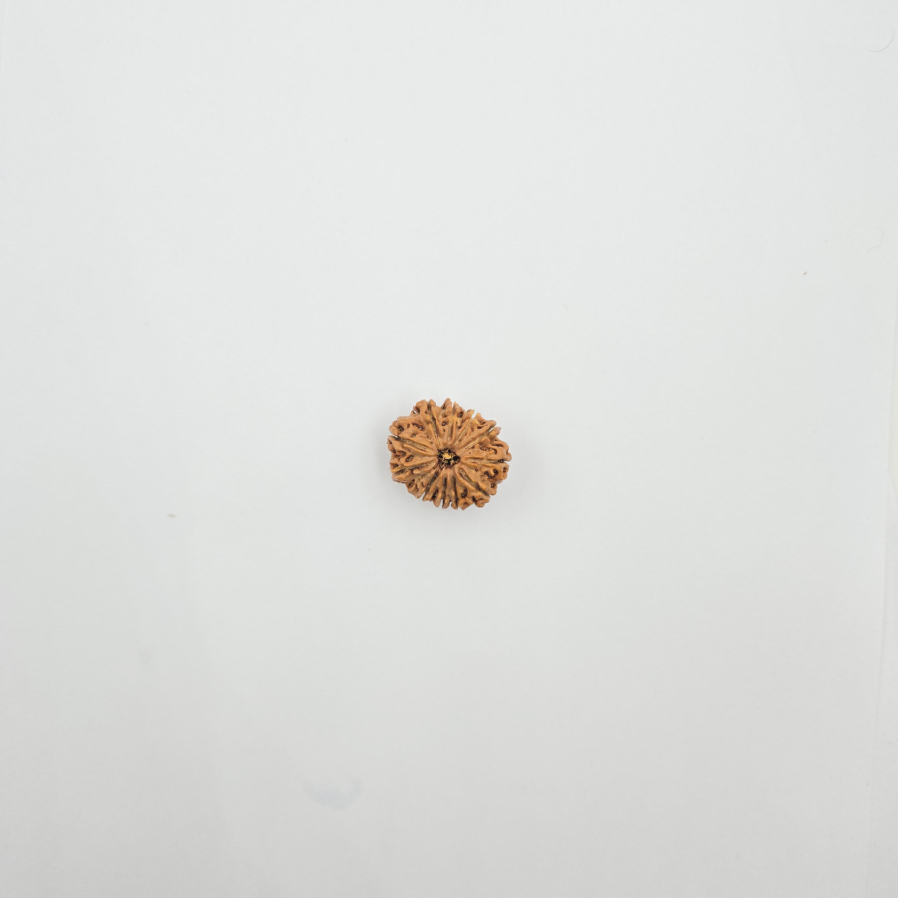 11 Mukhi