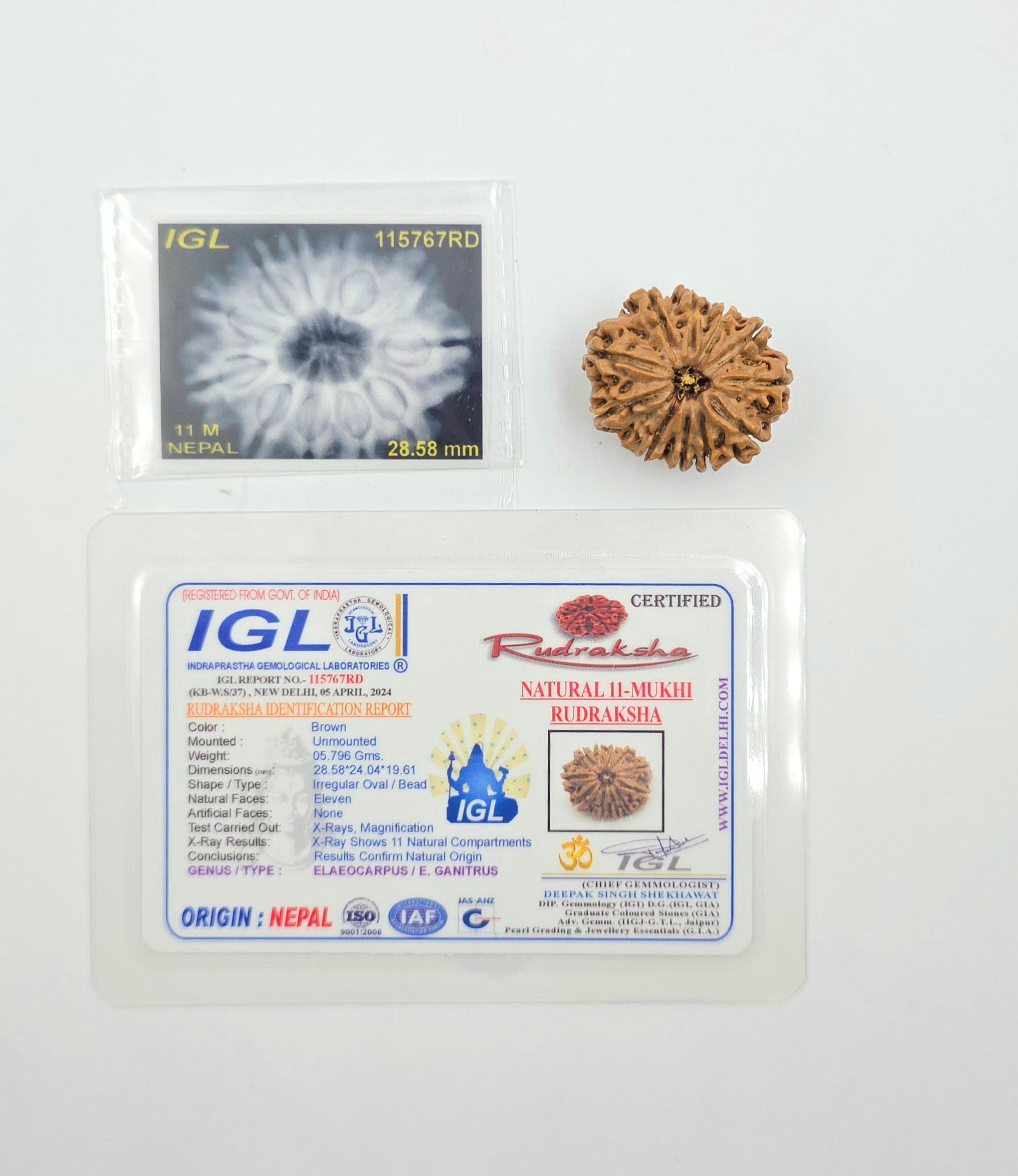 11 Mukhi
