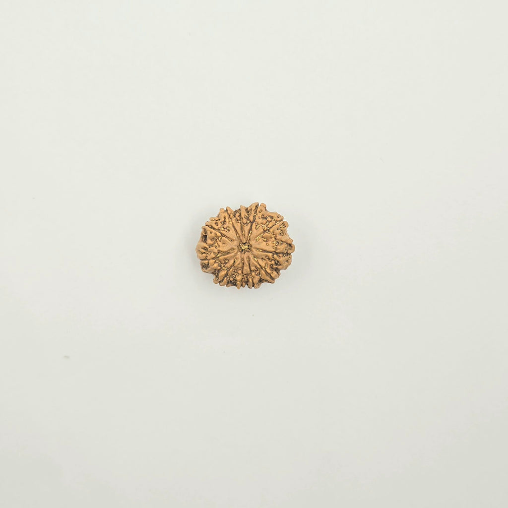 11 Mukhi