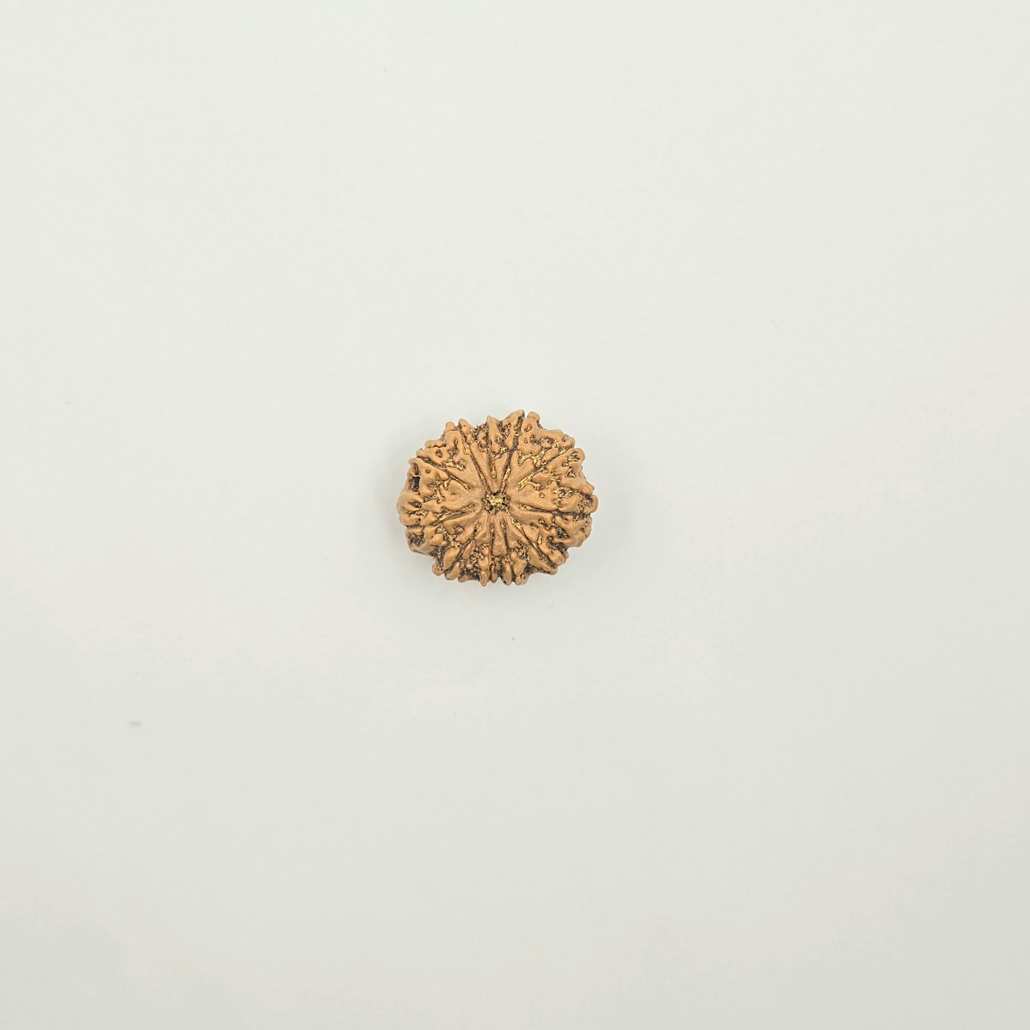 11 Mukhi