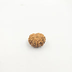 11 Mukhi