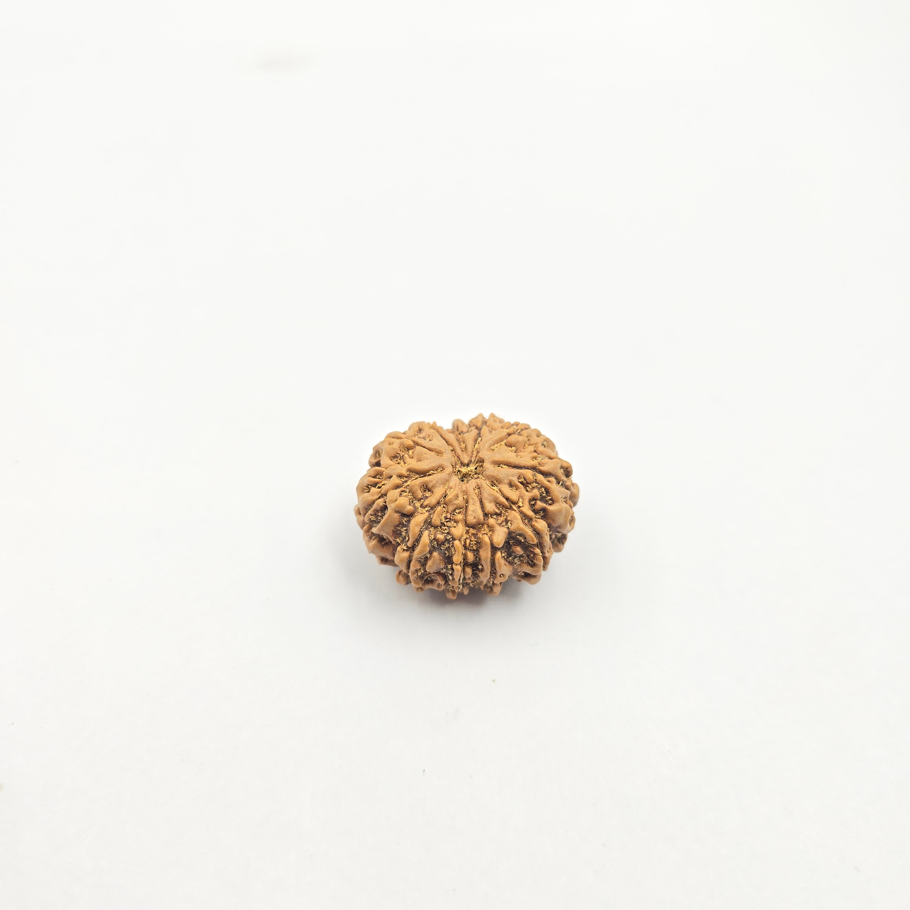 11 Mukhi