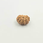 11 Mukhi