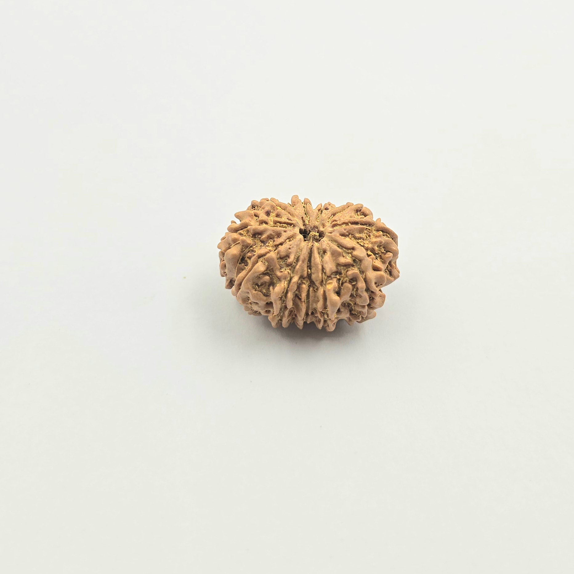 11 Mukhi