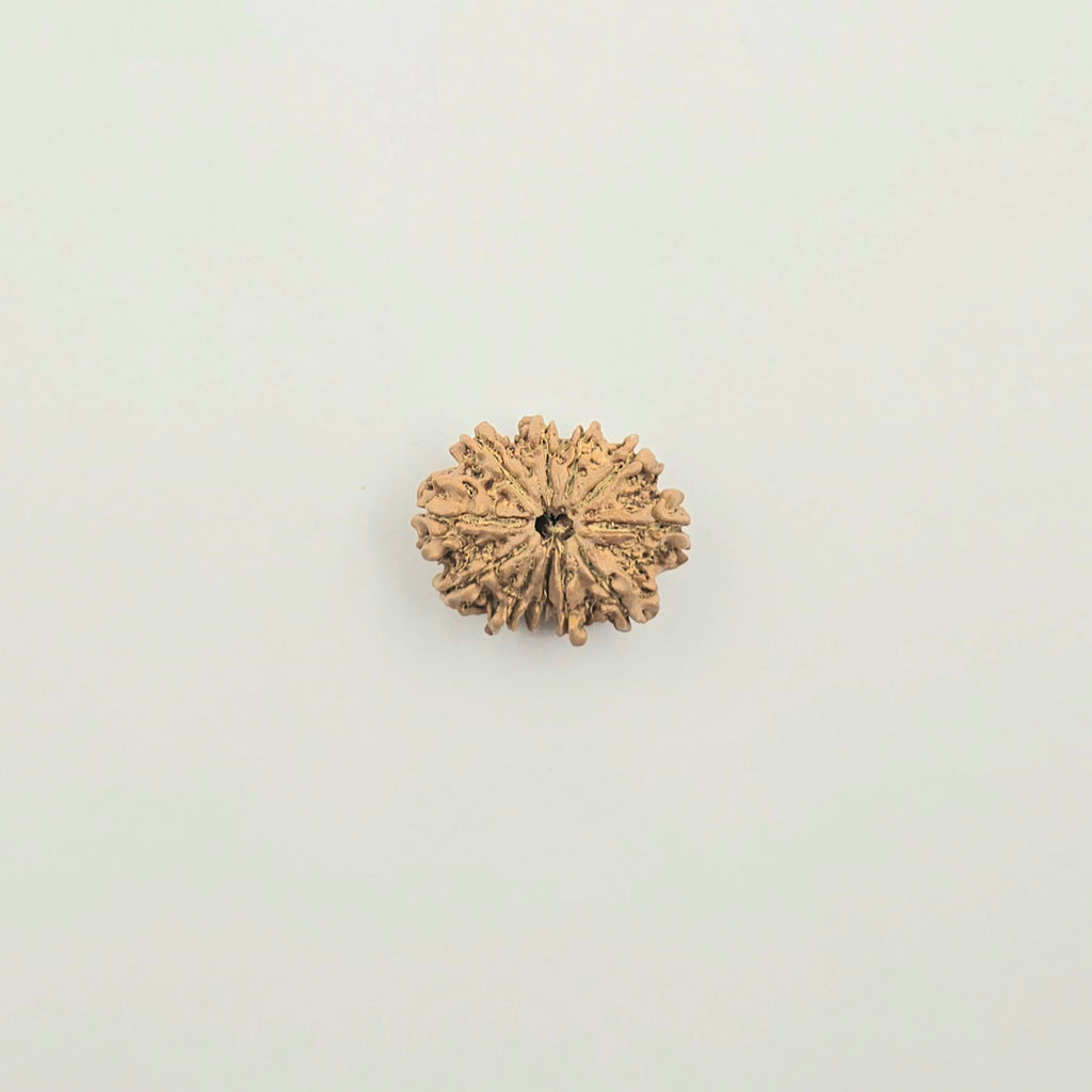 11 Mukhi