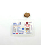 11 Mukhi