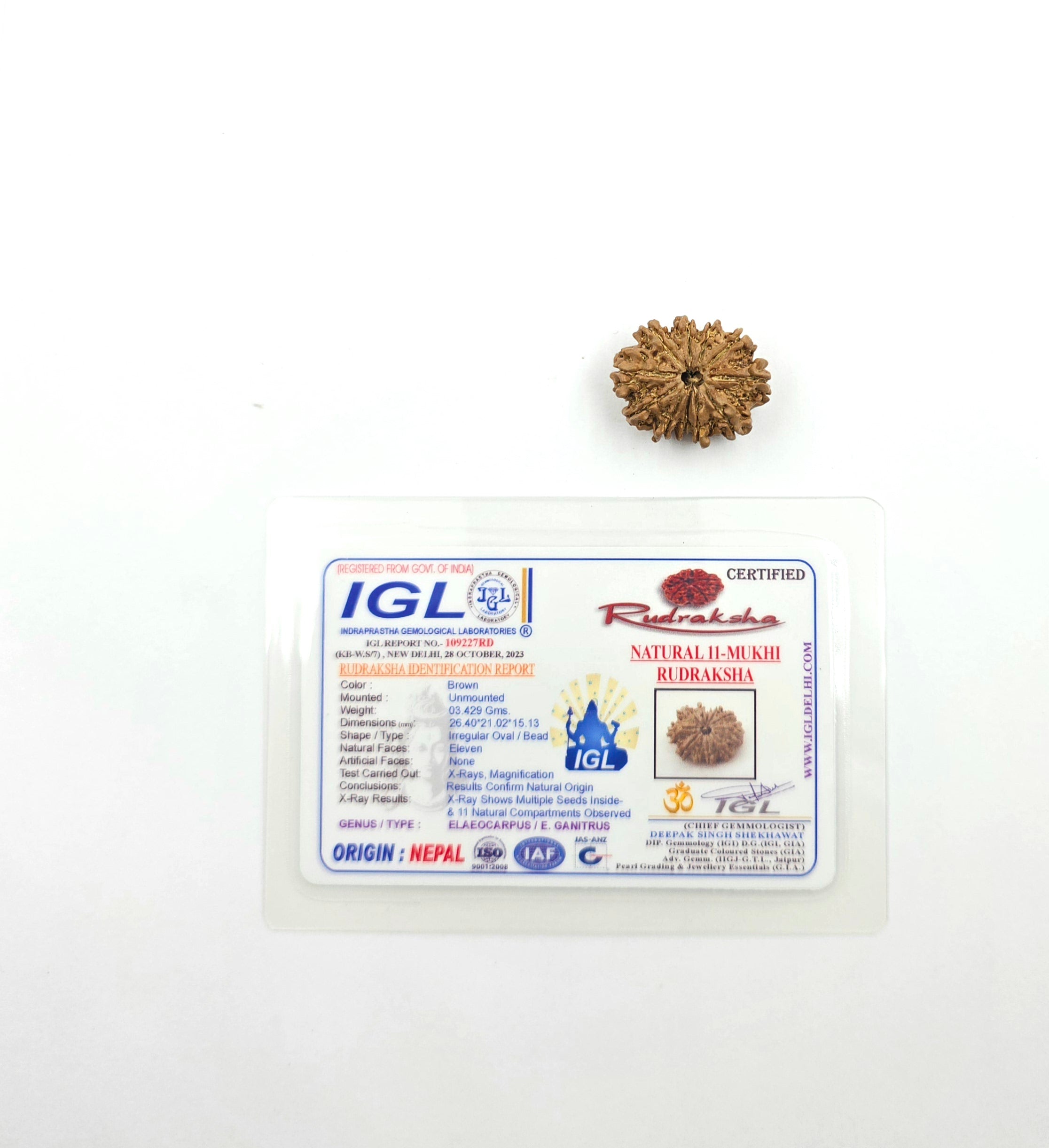 11 Mukhi