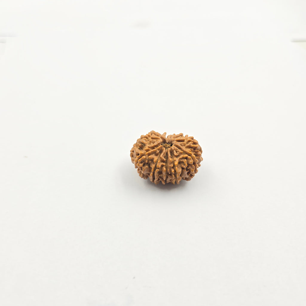 11 Mukhi