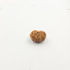 11 Mukhi