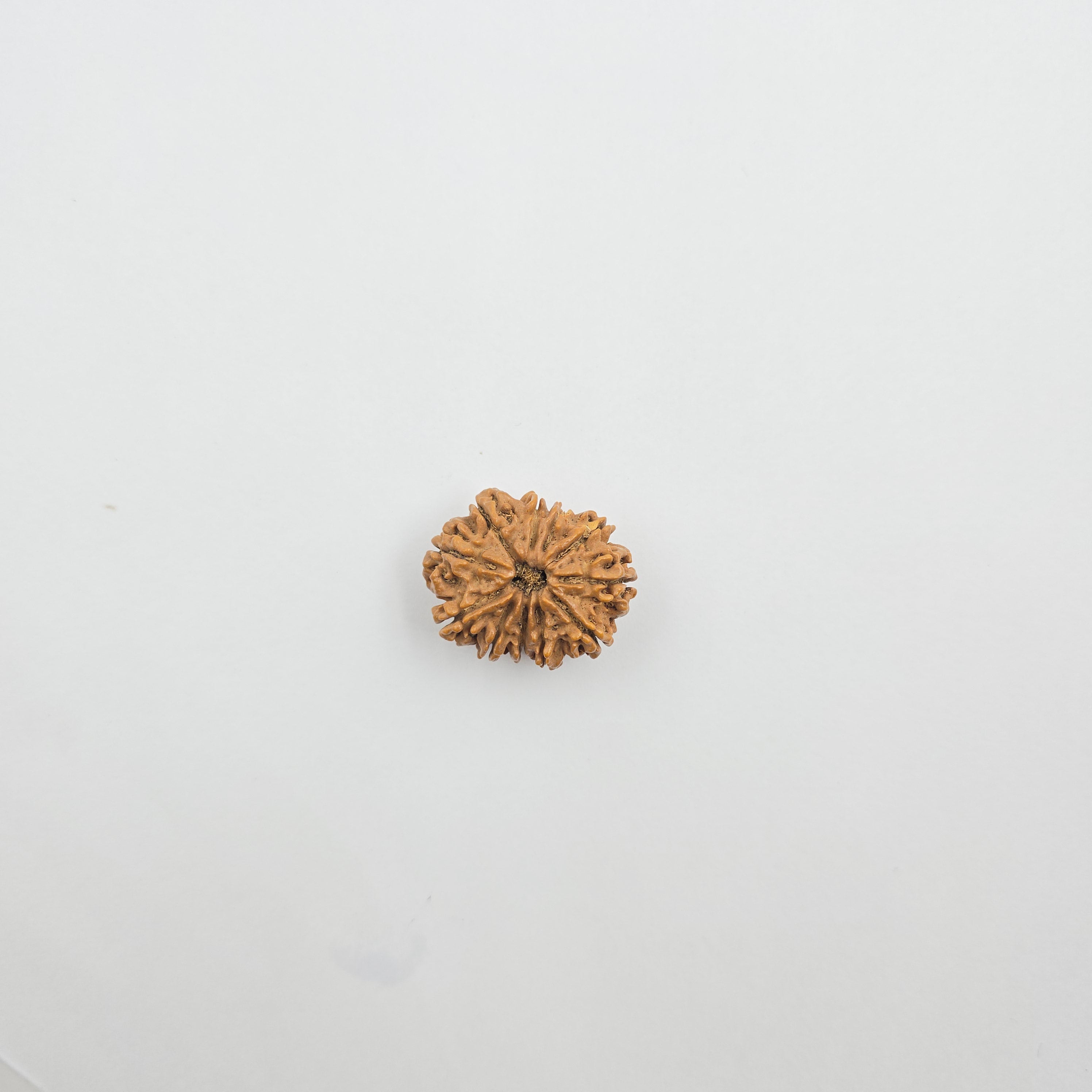 11 Mukhi