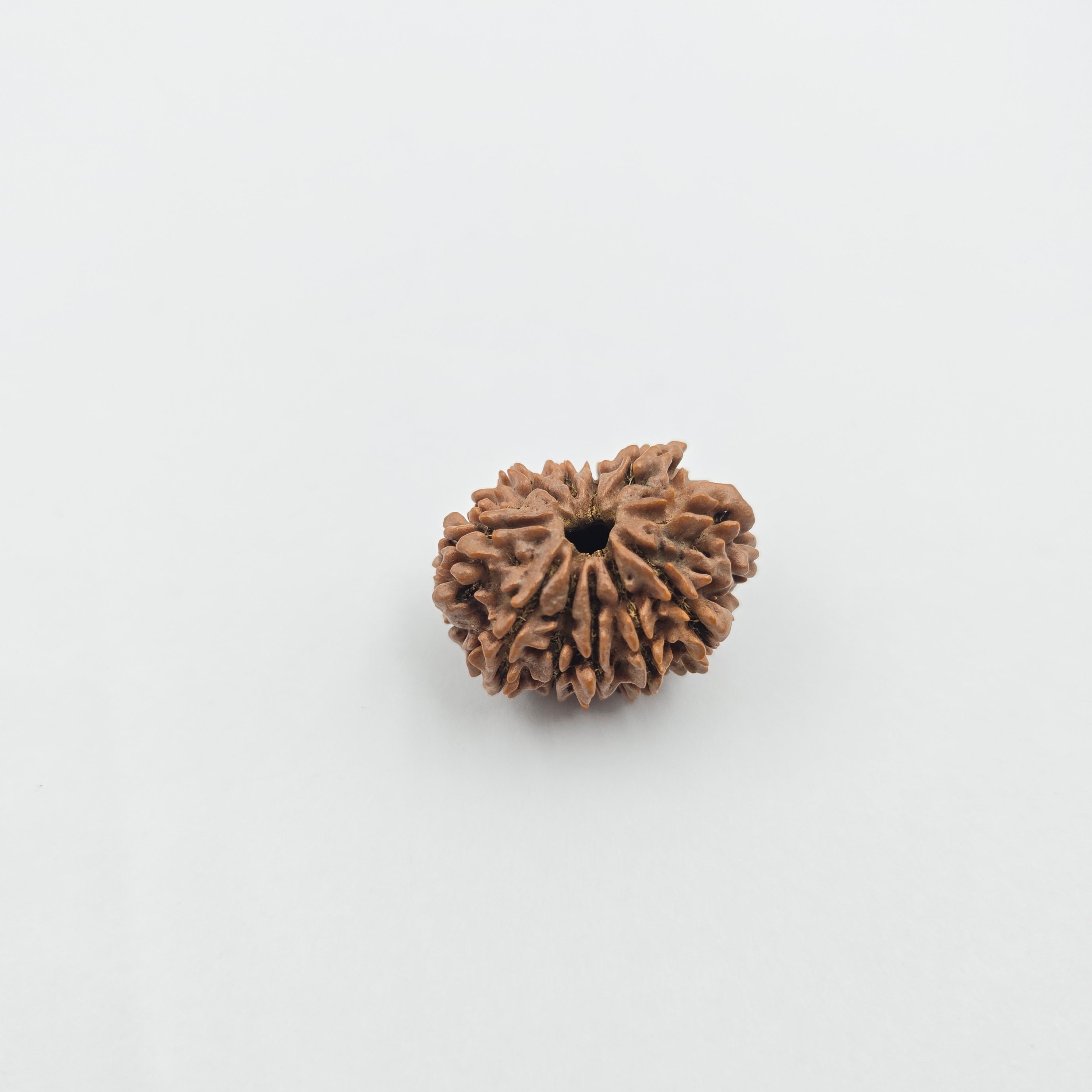 11 Mukhi