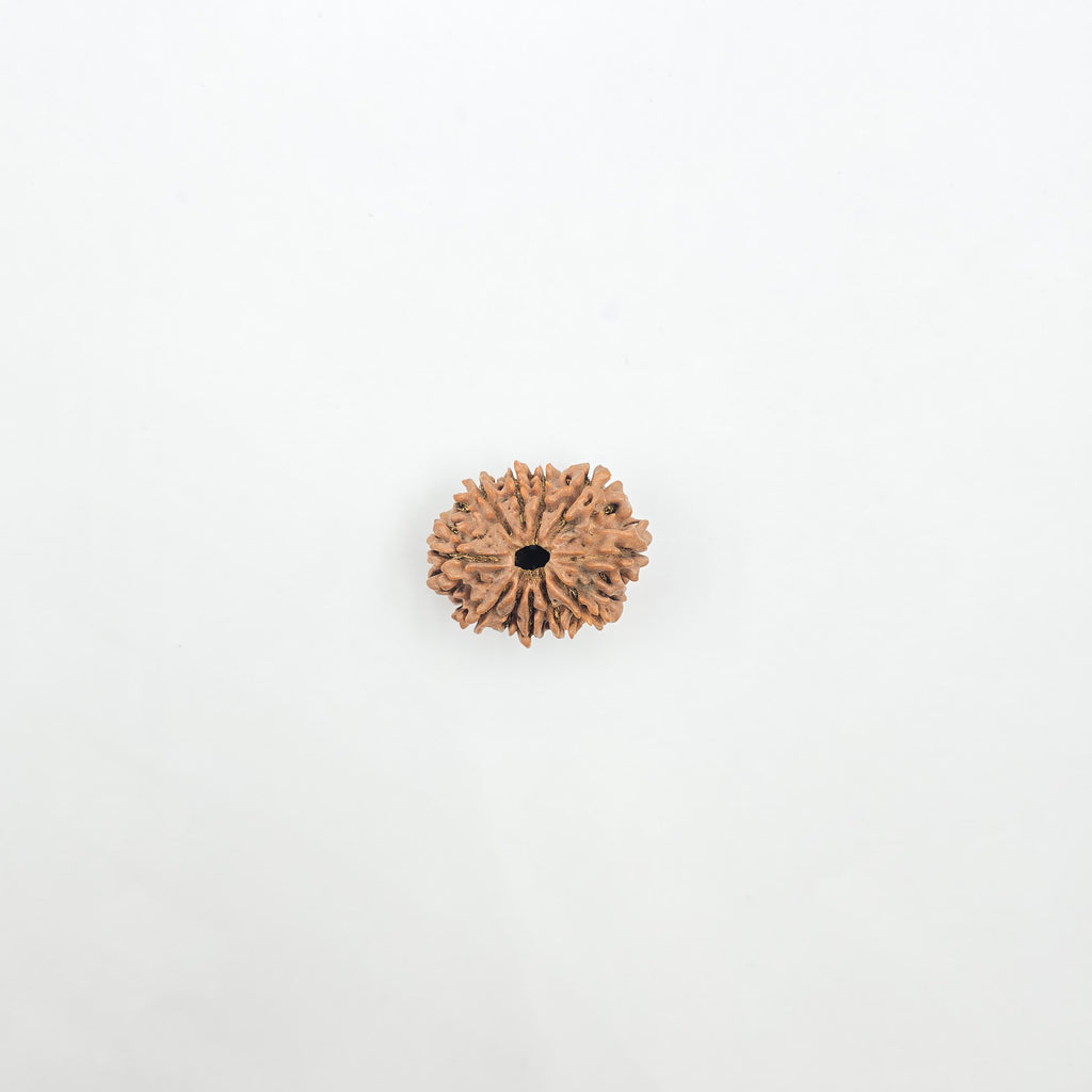 11 Mukhi