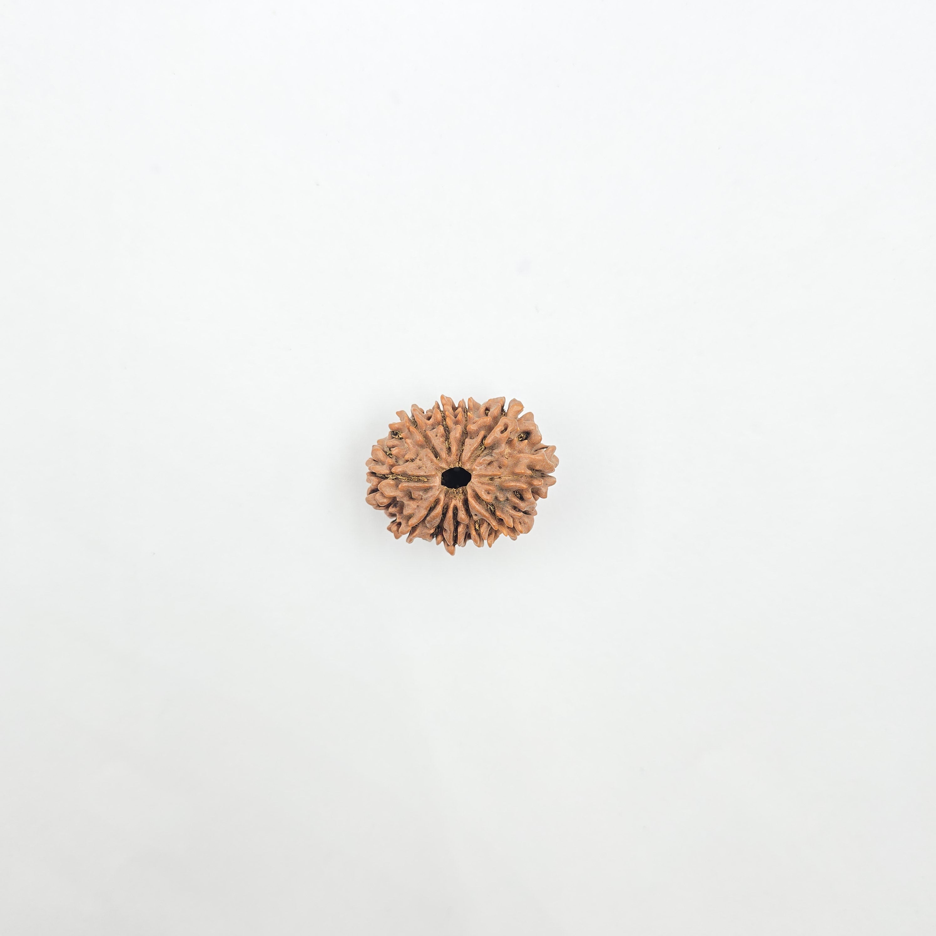 11 Mukhi